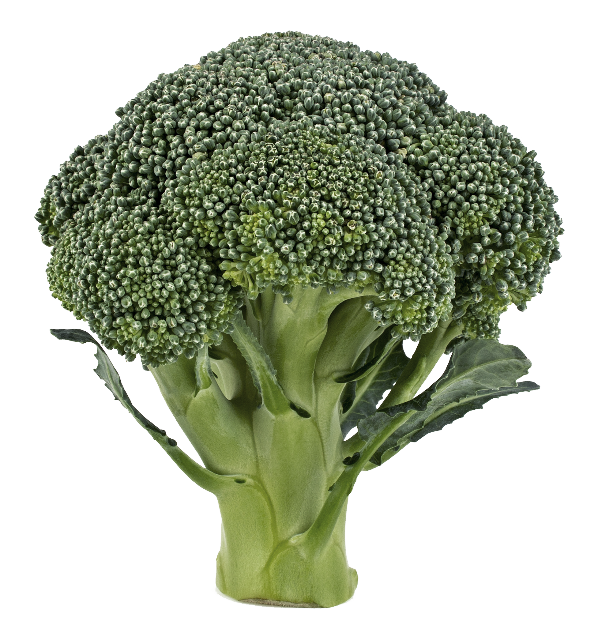 Brocoli